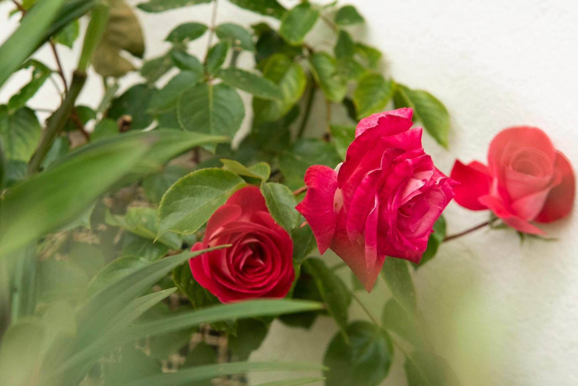 Bed and Breakfast Growth House Porto Exteriér fotografie